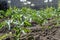 Garden beds closeup with green bushes of tomatoes