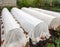 Garden beds covered with white covering material