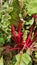 In a garden beet leaves. Leaves with a natural green appearance