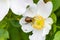 a garden beetle (Anthriscus sylvestris) feeding on a dog rose (Rosa canina).