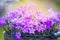 Garden bell flowers on blurred nature background