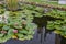 The garden of Bella island on lake Maggiore, Italy