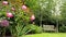 Garden bench under birch trees, flowering pink peony