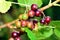 Garden berries on branch