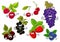 Garden berry fruits happy characters