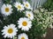 Garden big white chamomile close up and Pyrethrum