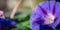 Garden bindweed flower closeup