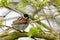 A garden bird perches on a tree branch