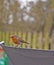 Garden birds,Robin.