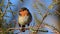 Garden Birds. Robin Erithacus rubecula in the wild