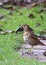 Garden Birds - Song Thrush