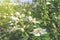 Garden blackberry white flowers. Blooming and buds.