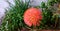 Garden Blood lily flower