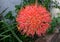 Garden Blood lily flower