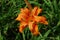 Garden with A Blooming Double Daylily Flowering