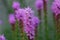Garden with Blooming Purple Liatris