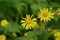 Garden with Blooming Yellow Mountain Tobacco Flowers