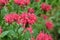 In the garden it blooms Monarda didyma