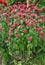 In the garden it blooms Monarda didyma