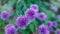 Garden blue flowers Echinops sphaerocephalus