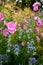 Garden: blue sea holly and pink hollyhock flowers
