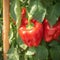 Garden bounty Red bell pepper plant thriving in an organic setting