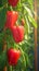 Garden bounty Red bell pepper plant thriving in an organic setting