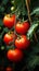 Garden bounty Ripe red tomatoes on the vine, detailed view