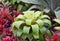 Garden bromeliad flower
