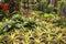Garden bromeliads