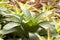 Garden bromeliads