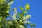 Garden Bumble-bee feeding on flowers of bird cherry. Twig is bent and can clearly seen corrective movement of insect wings