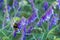 Garden bumblebee - Bombus hortorum -  Gartenhummel