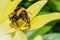 Garden Bumblebee - Bombus hortorum showing its massive tongue.