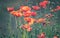 A garden with a bunch of red poppy flowers and buds and vivid colours