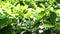 Garden bushes and shrubs dense with green leaves.