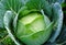 Garden cabbage with water drops