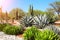 Garden of cacti, agaves and succulents,Tula de Allende, Mexico