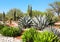 Garden of cacti, agaves and succulents,Tula de Allende, Mexico