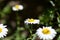 Garden camomile flowers on a bright sunny day