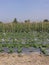 Garden cantaloupe in the northeastern part of Thailand