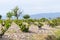 garden in Cappadocia in spring