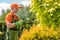 Garden Care and Maintenance