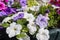 Garden center. Petunia flowers. Trade, sale, cultivation of flower seedlings. Soft Focus.