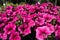 Garden center. Petunia flowers. Trade, sale, cultivation of flower seedlings. Soft Focus.