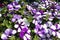 Garden center. Petunia flowers. Trade, sale, cultivation of flower seedlings. Soft Focus.