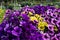 Garden center. Petunia flowers. Trade, sale, cultivation of flower seedlings. Soft Focus.