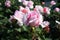Garden center. Roses, a view from a drone. Trade, sale, cultivation of flower seedlings. Soft Focus.