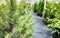 Garden center for the sale of plants. Here you can buy a lot of varieties of green plants: various flowers, fir, spruce, pine, App