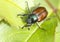 The garden chafer beetle